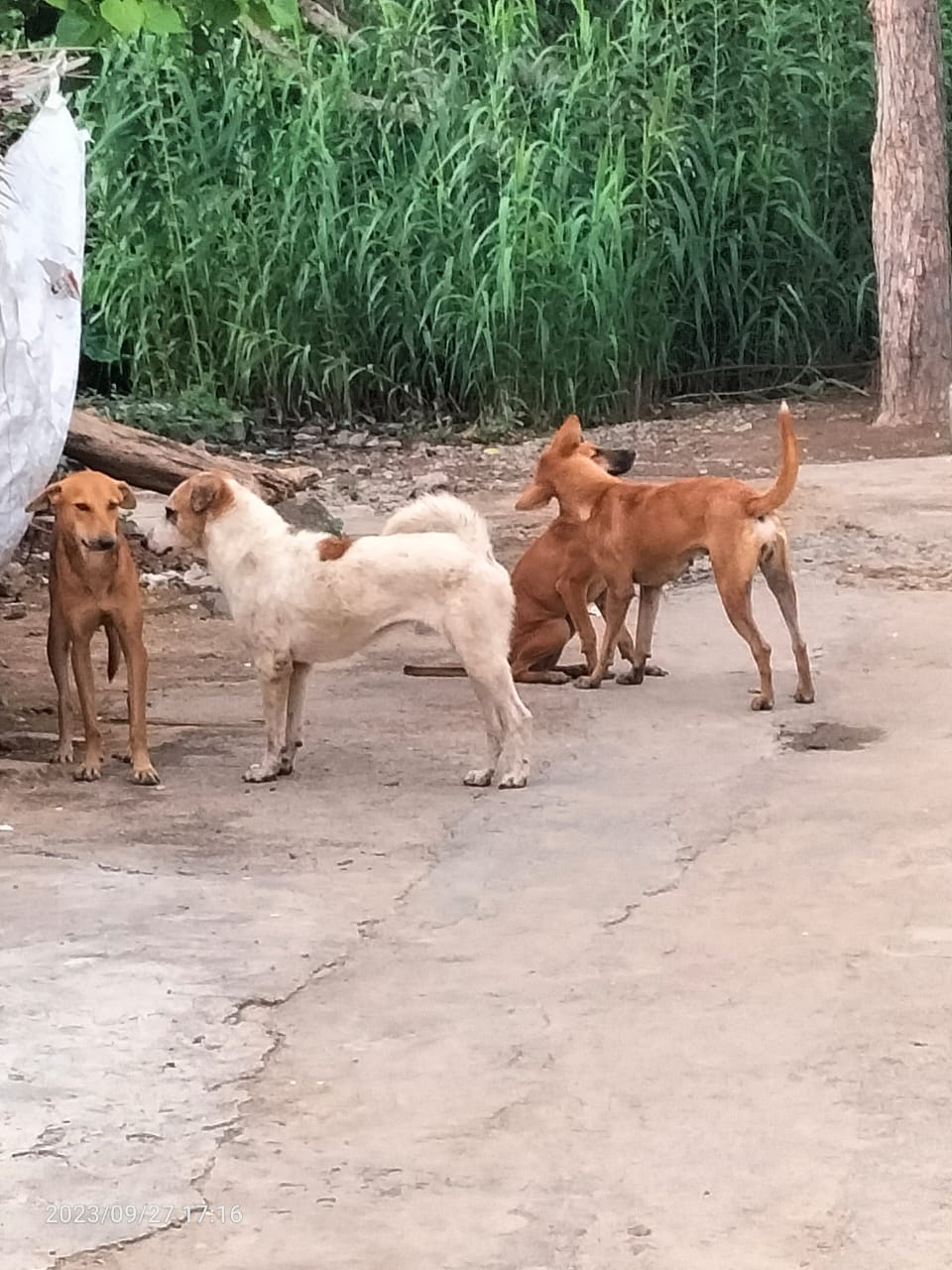 தெருநாய்கள் தொல்லை