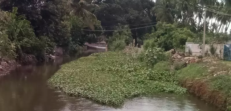 ஆகாய தாமரைகள் அகற்றப்படுமா?