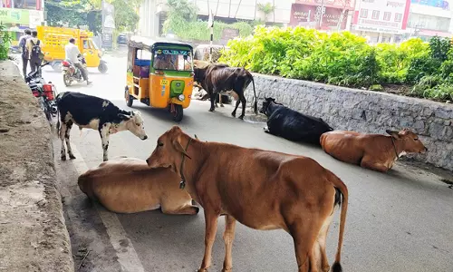 மாடுகளால் இடையூறு மாடுகளால் இடையூறு