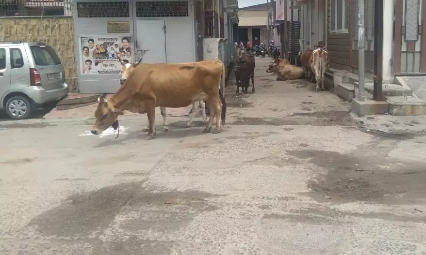 தெருவில் உலாவரும் மாடுகளால் அவதி