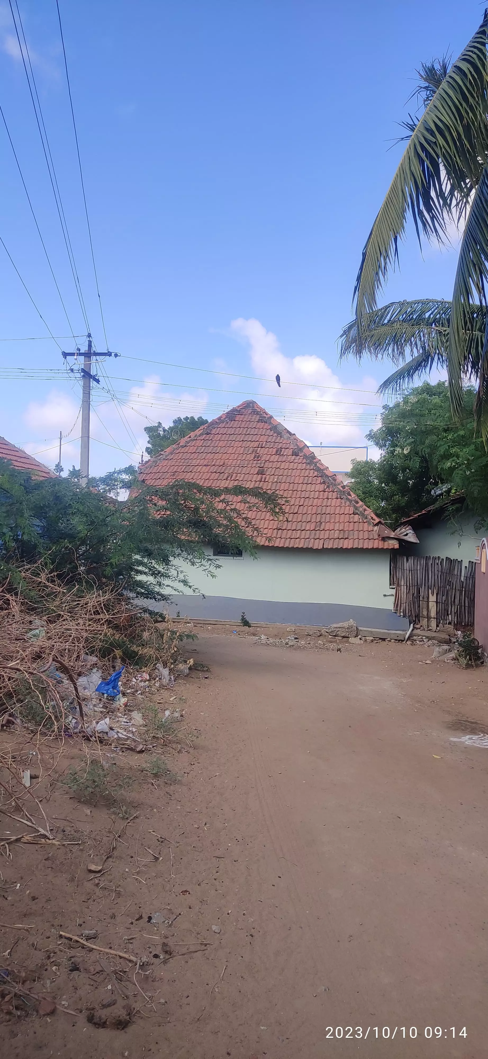 கருவேல மரங்கள் அகற்றப்படுமா?