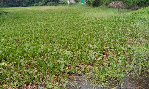 நடவடிக்கை தேவை