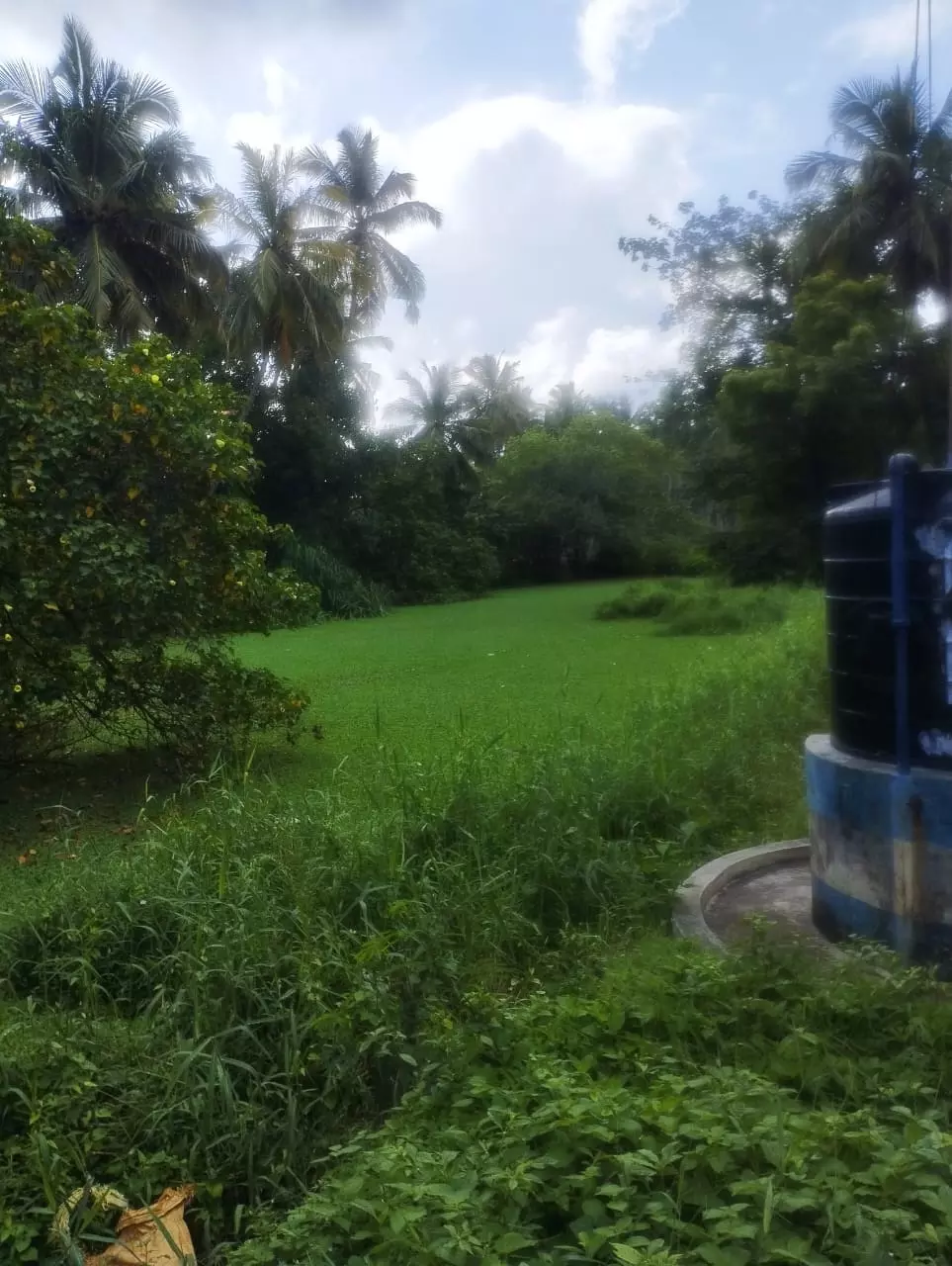 குளத்தை தூர்வார வேண்டும்