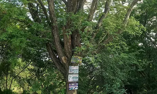 பட்டுப்போகும் நிலையில் மரங்கள் பட்டுப்போகும் நிலையில் மரங்கள்