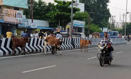 மாடுகள் தொல்லை