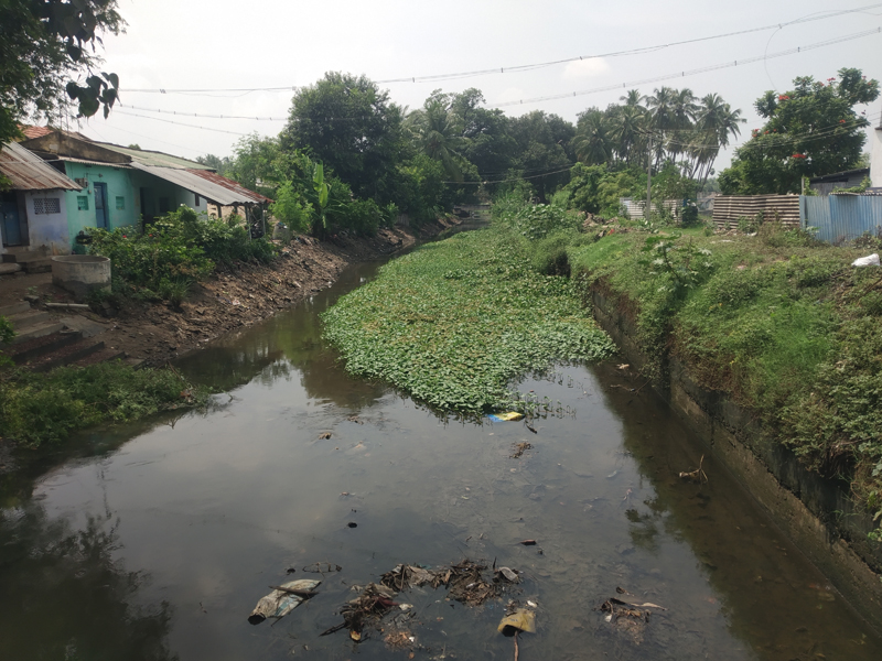வாய்க்காலில் படர்ந்துள்ள ஆகாய தாமரைகள் வாய்க்காலில் படர்ந்துள்ள ஆகாய தாமரைகள்