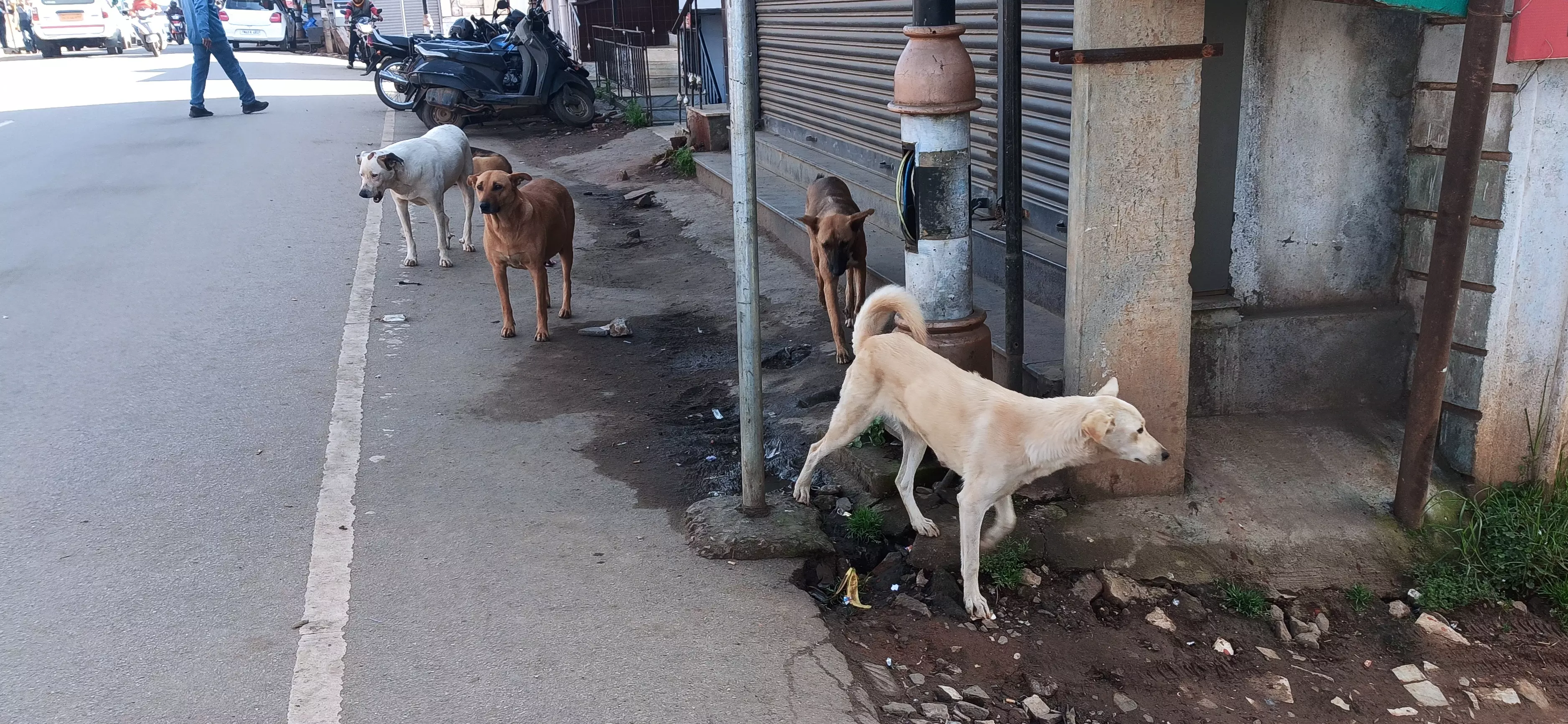 தெருநாய்கள் தொல்லை