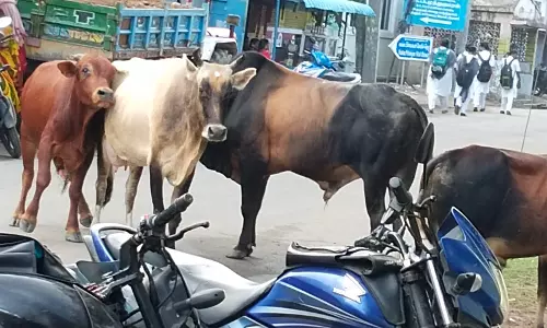 போக்குவரத்துக்கு இடையூறாக கால்நடைகள் போக்குவரத்துக்கு இடையூறாக கால்நடைகள்