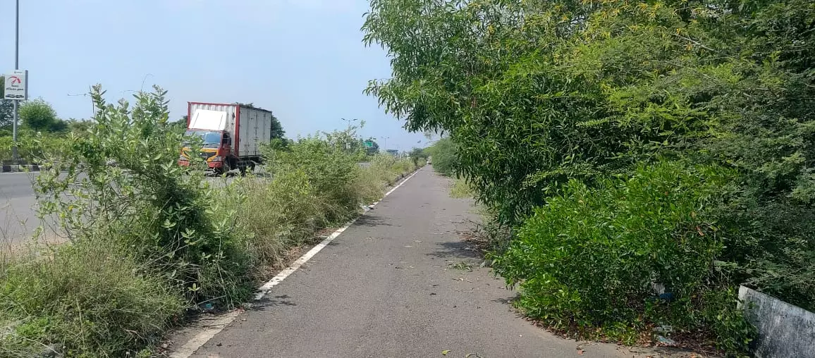 செடி கொடிகள் அகற்றப்படுமா? செடி கொடிகள் அகற்றப்படுமா?