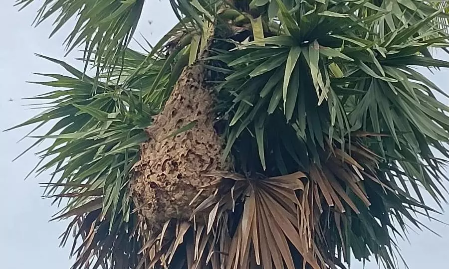 விஷ வண்டுகளால் அச்சம் விஷ வண்டுகளால் அச்சம்