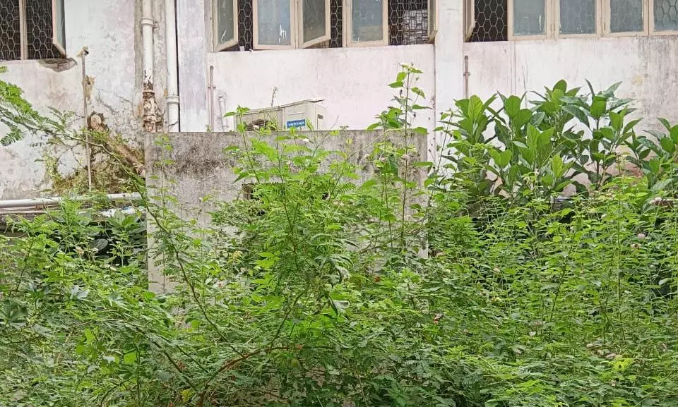 செடி, கொடிகள் அப்புறப்படுத்தப்படுமா? செடி, கொடிகள் அப்புறப்படுத்தப்படுமா?