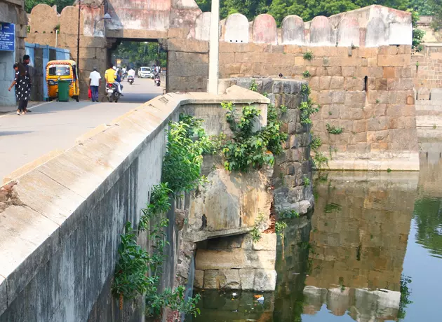 கோட்டை சுவரில் வளரும் செடிகள் கோட்டை சுவரில் வளரும் செடிகள்