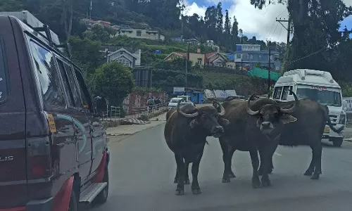 கால்நடைகள் தொல்லை