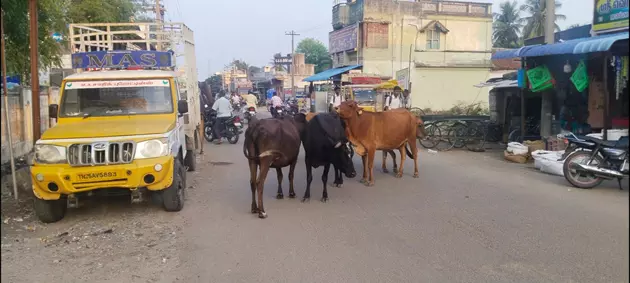 மாடுகள் தொல்லை