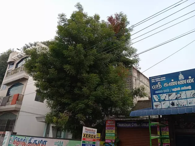 மின்கம்பிகளை சூழ்ந்த மரக்கிளைகள்