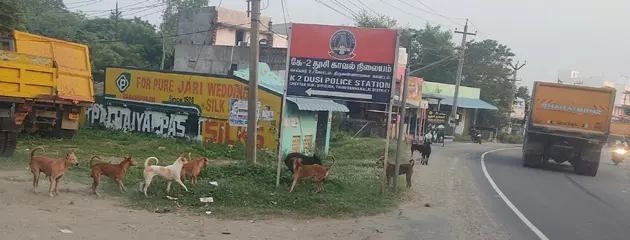 நாய்கள் தொல்லை நாய்கள் தொல்லை