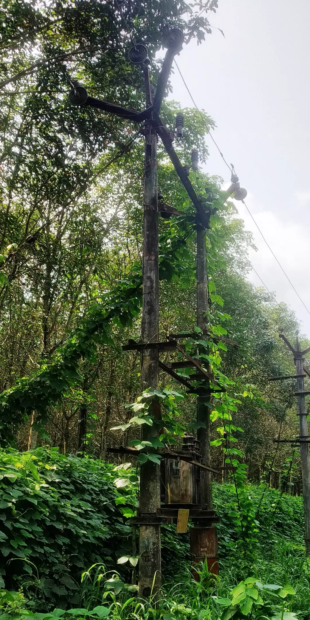 மின்கம்பத்தில் படர்ந்த செடிகள்