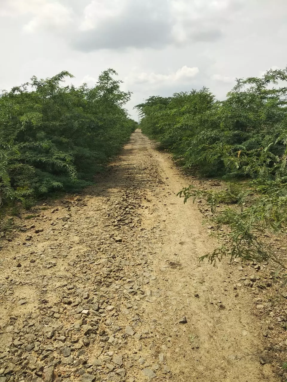 சேதமடைந்த சாலையை ஆக்கிரமித்த முட்செடிகள் சேதமடைந்த சாலையை ஆக்கிரமித்த முட்செடிகள்