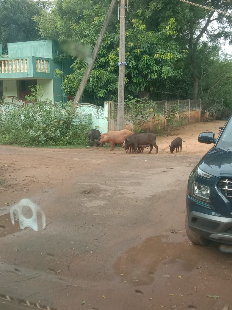 பன்றிகள் தொல்லை