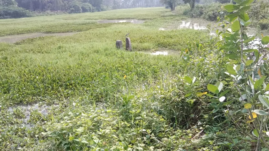 குளத்தை தூர்வார வேண்டும்