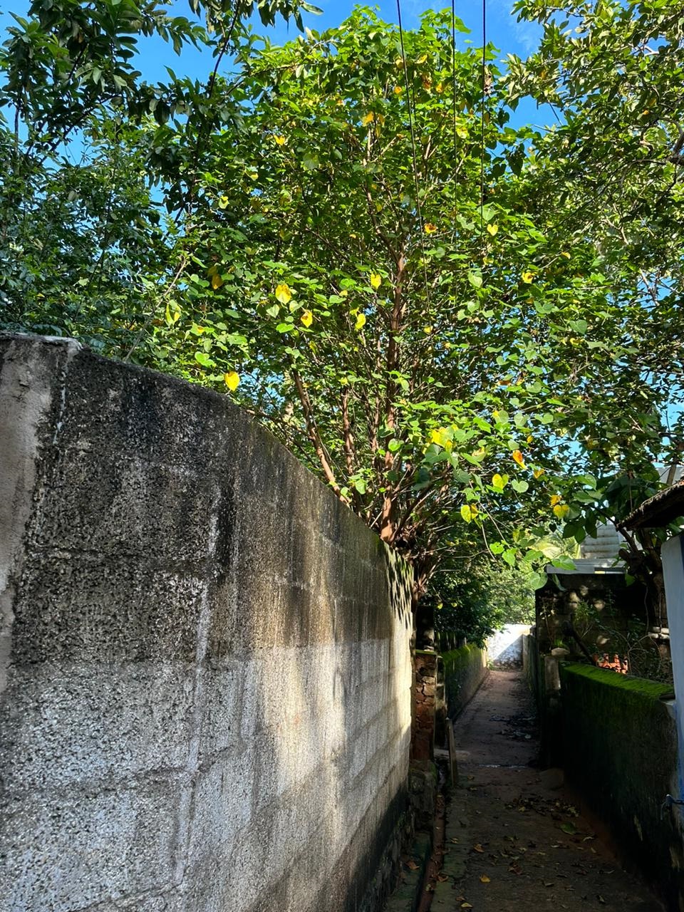 மரக்கிளை அகற்றப்படுமா?