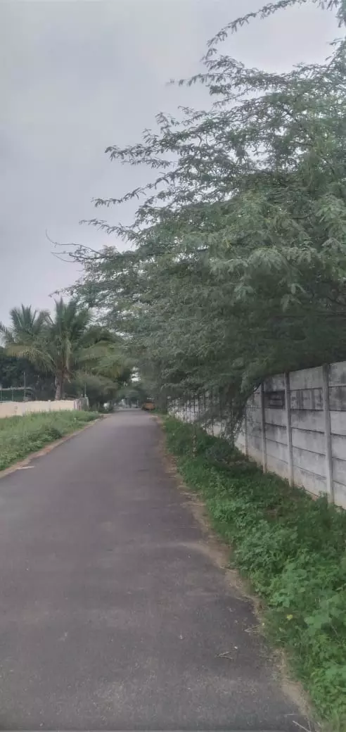 சாலையை ஆக்கிரமித்த கருவேல மரங்கள்