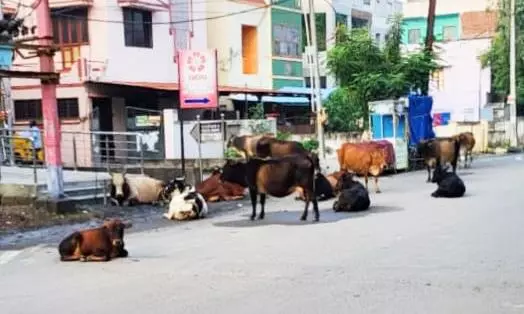 மாடுகளால் விபத்து அபாயம்