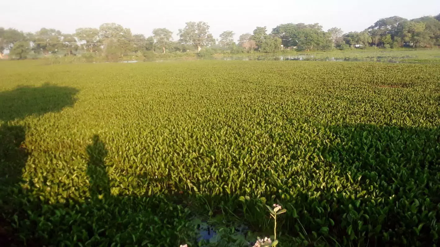 குளத்தை ஆக்கிரமித்த அமலைச்செடிகள் குளத்தை ஆக்கிரமித்த அமலைச்செடிகள்