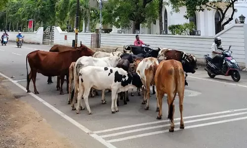 போக்குவரத்துக்கு இடையூறான மாடுகள் போக்குவரத்துக்கு இடையூறான மாடுகள்
