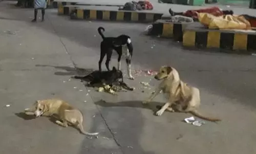பஸ்நிலையத்தில் நாய்கள் தொல்லை