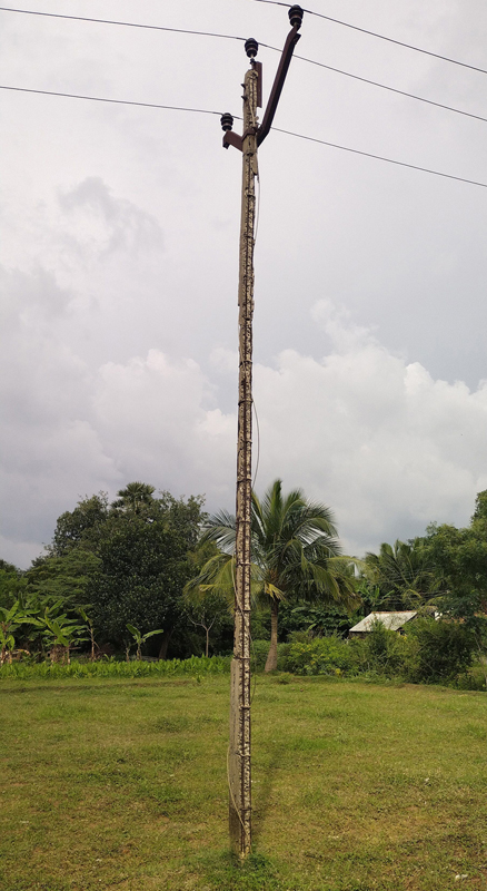 எலும்பு கூடான மின்கம்பங்கள்