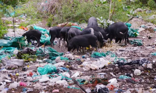 பன்றிகள் தொல்லை பன்றிகள் தொல்லை