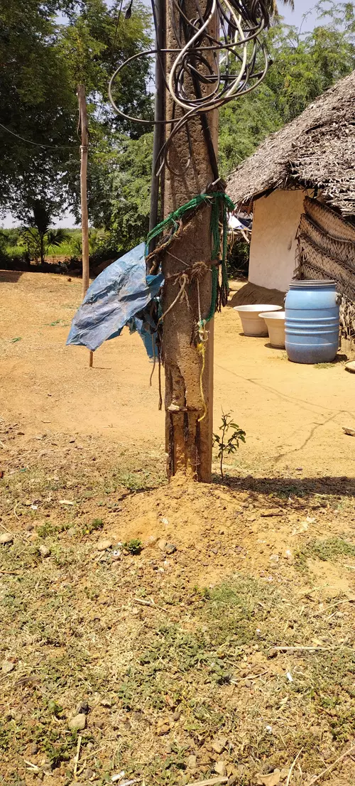 எலும்பு கூடான மின்கம்பங்கள்