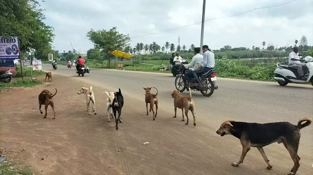தெருநாய்கள் தொல்லை