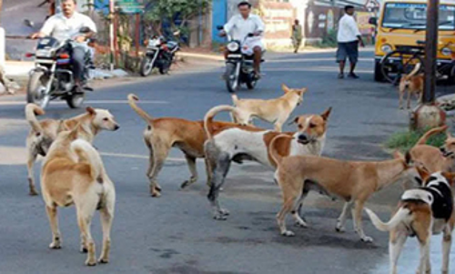தெருநாய்கள் தொல்லை தெருநாய்கள் தொல்லை