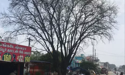 ஆபத்தான மரம் ஆபத்தான மரம்