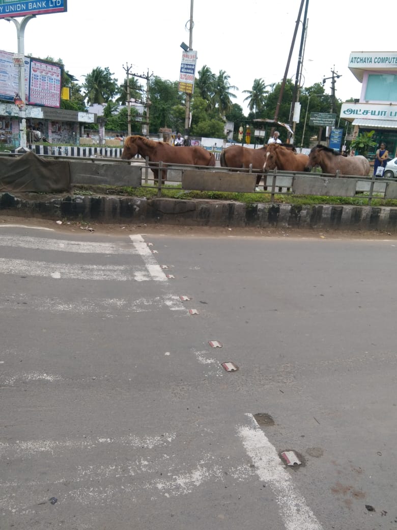 குதிரைகள்தொல்லை குதிரைகள்தொல்லை