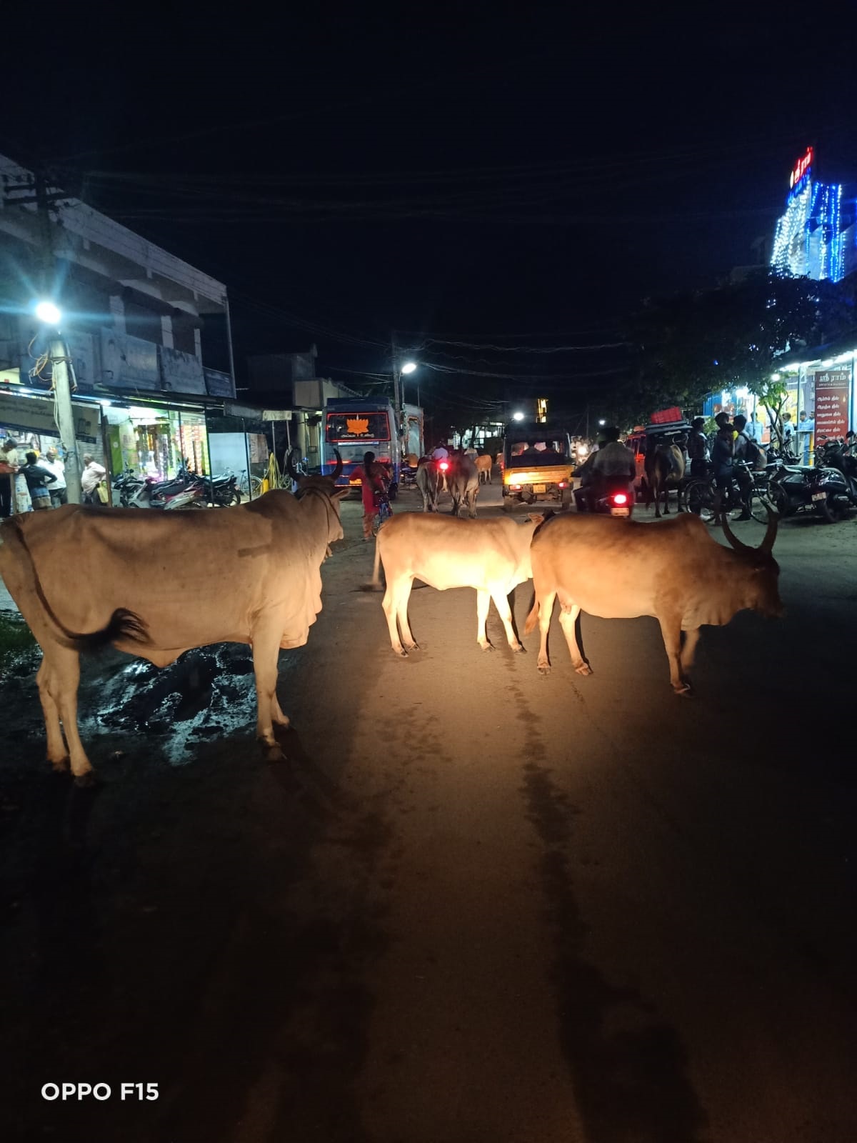 போக்குவரத்துக்கு இடையூறான மாடுகள்