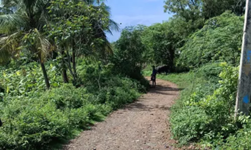 முட்புதர்களை அகற்ற வேண்டும் முட்புதர்களை அகற்ற வேண்டும்