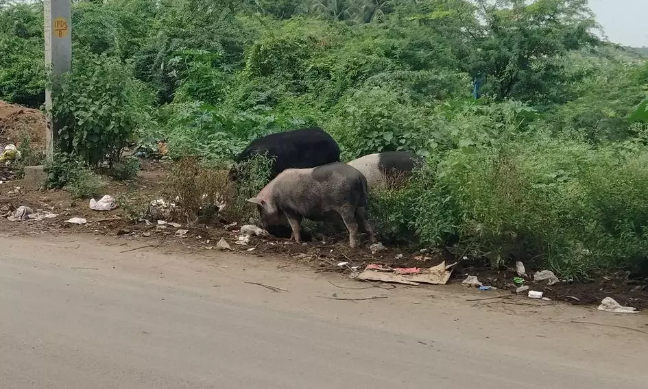 பன்றிகளால் சுகாதாரக்கேடு பன்றிகளால் சுகாதாரக்கேடு
