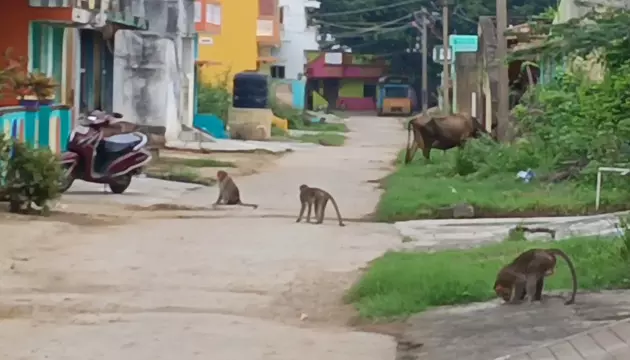 குரங்குகள் தொல்லை