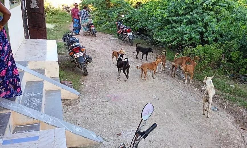 நாய்கள் தொல்லை நாய்கள் தொல்லை