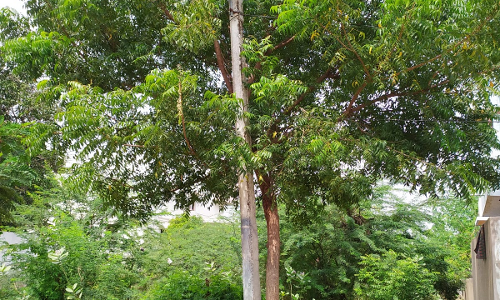 மின் கம்பிகளை உரசும் மரக்கிளைகள் மின் கம்பிகளை உரசும் மரக்கிளைகள்