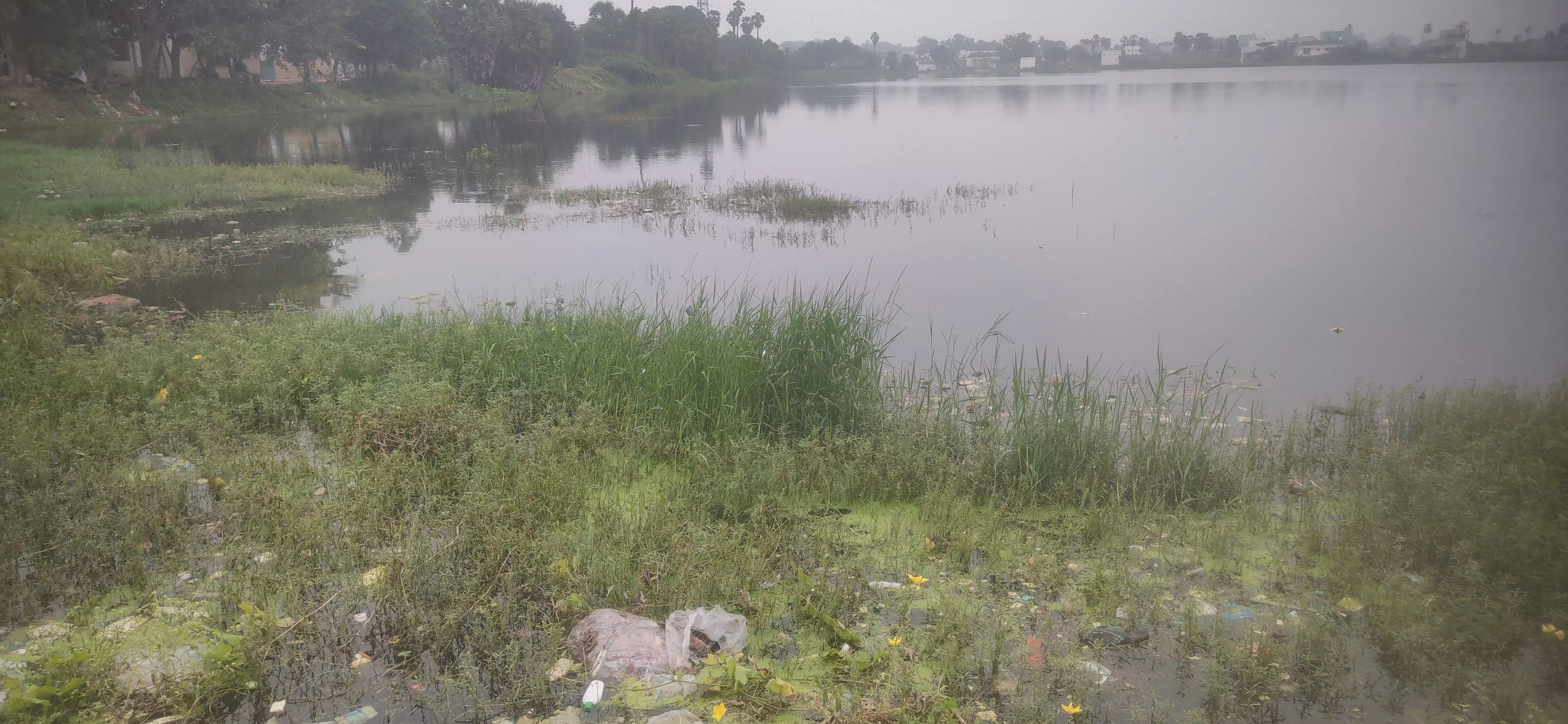 ஏரியை தூர்வார வேண்டும் ஏரியை தூர்வார வேண்டும்