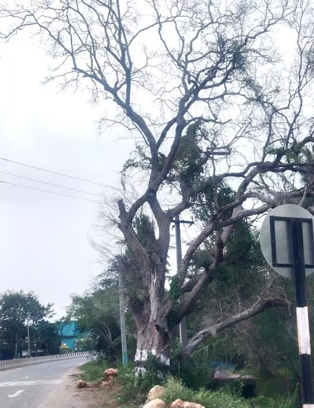 பட்டுப்போன புளியமரம் பட்டுப்போன புளியமரம்