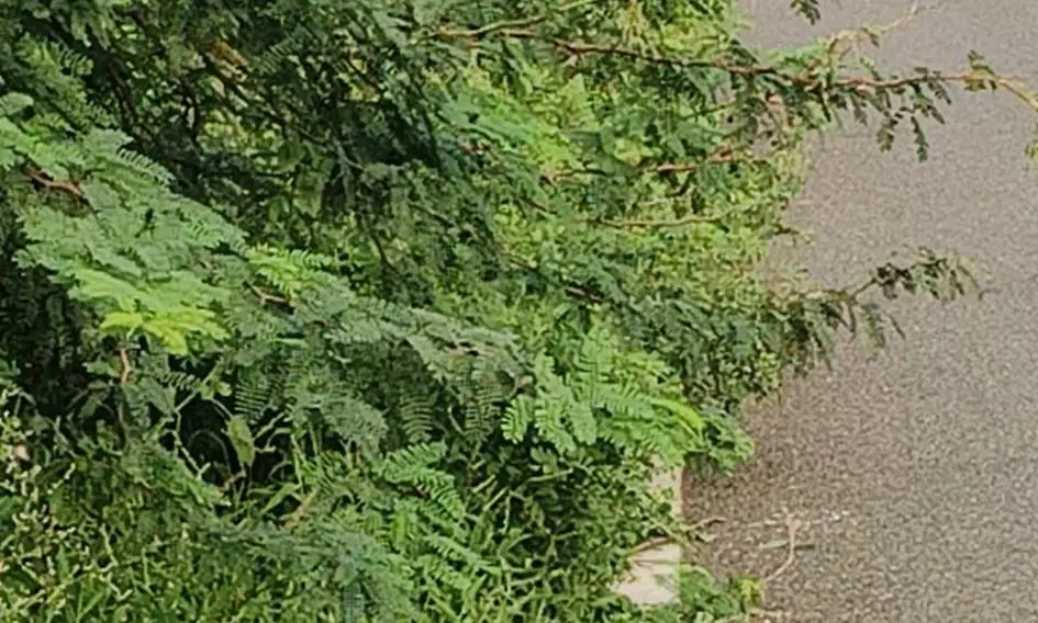 சாலையில் வாலாட்டும் புதர்கள் சாலையில் வாலாட்டும் புதர்கள்