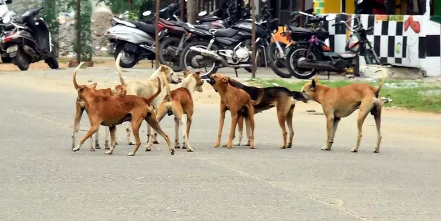 நாய்கள் தொல்லை நாய்கள் தொல்லை