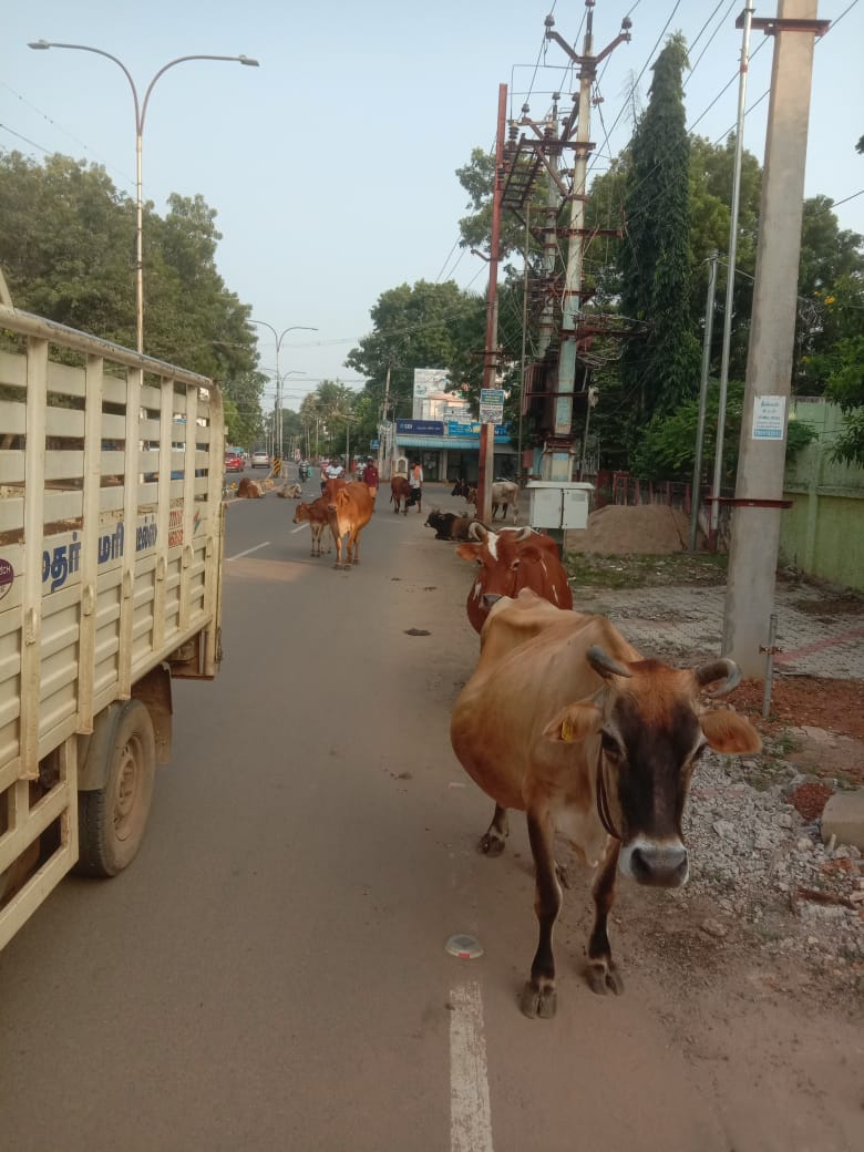 சாலையில் சுற்றித்திரியும் கால்நடைகள் சாலையில் சுற்றித்திரியும் கால்நடைகள்