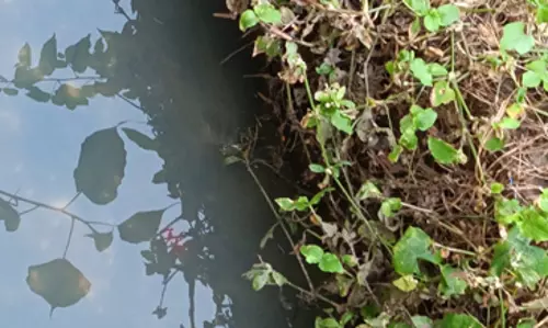 தேங்கி நிற்கும் கழிவுநீர் தேங்கி நிற்கும் கழிவுநீர்