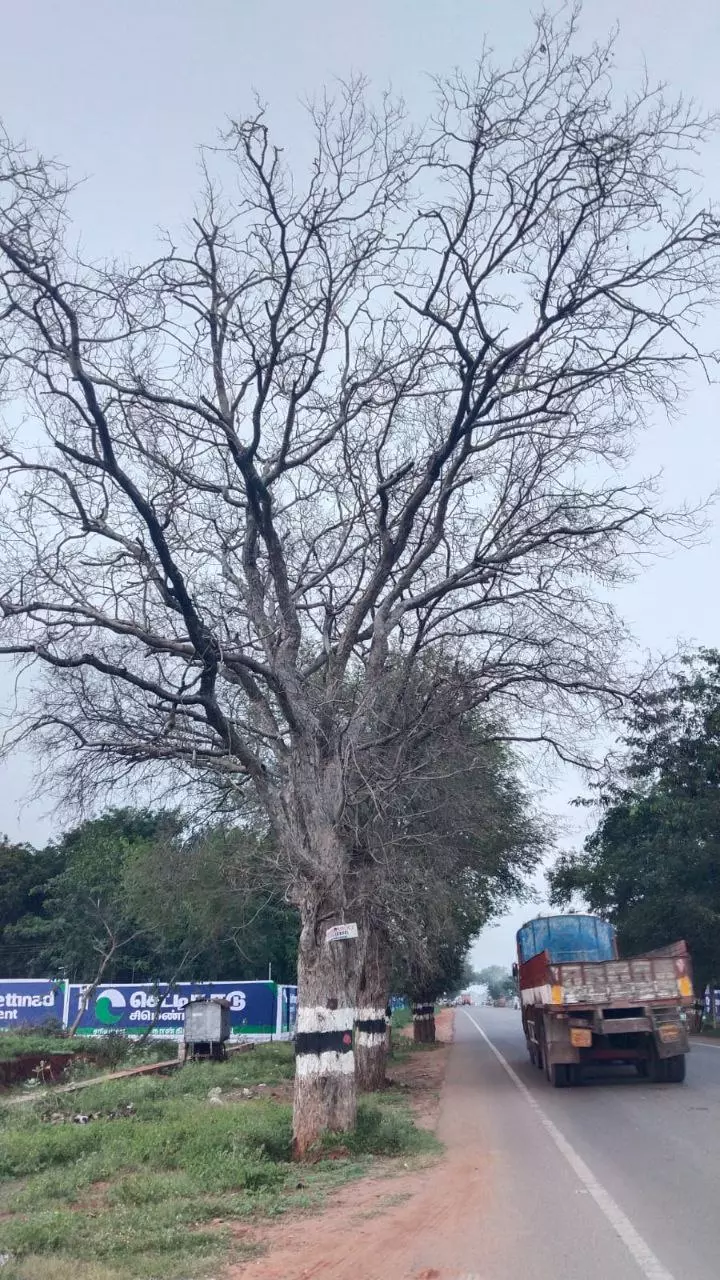 பட்டுப்போன புளியமரங்கள் பட்டுப்போன புளியமரங்கள்